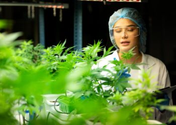 Vertrauen in medizinisch verschriebenes Cannabis wächst