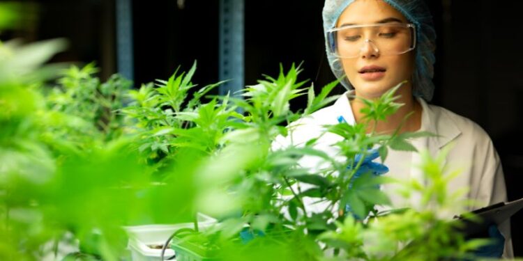 Vertrauen in medizinisch verschriebenes Cannabis wächst