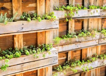 Agroforstwirtschaft mit Eichen und Hanf für mehr Artenvielfalt, Bewaldung und Bodenverbesserung