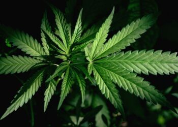 Hanfcity.de bietet ab sofort Bewertungen für Hanfläden, Growshops und Headshop-Artikel