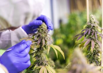 CannaTrust vergibt Gütesiegel an CBD-Blüten von Crazy Green