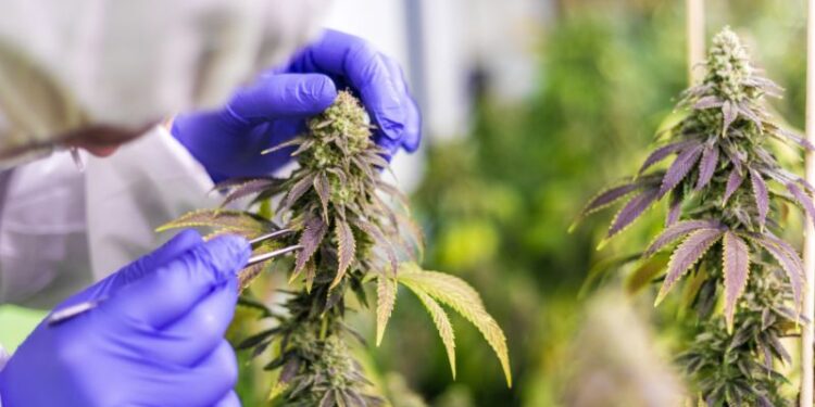 CannaTrust vergibt Gütesiegel an CBD-Blüten von Crazy Green