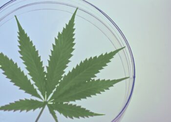 Neue Horizonte: Wie aktuelle Entdeckungen die Zukunft der Cannabis-Therapie gestalten