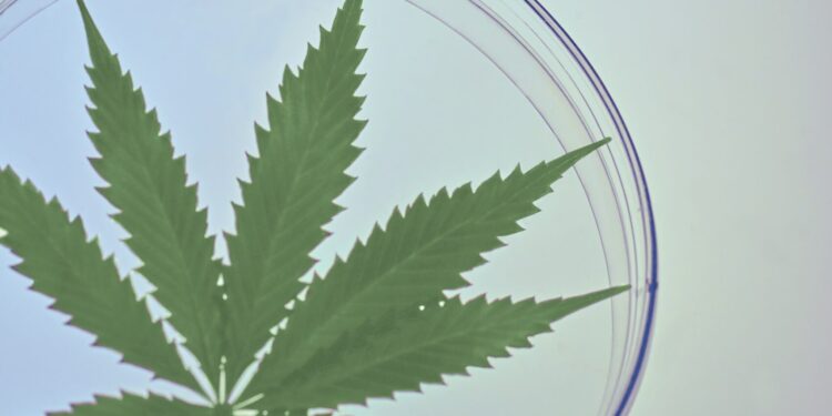 Neue Horizonte: Wie aktuelle Entdeckungen die Zukunft der Cannabis-Therapie gestalten