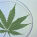 Neue Horizonte: Wie aktuelle Entdeckungen die Zukunft der Cannabis-Therapie gestalten