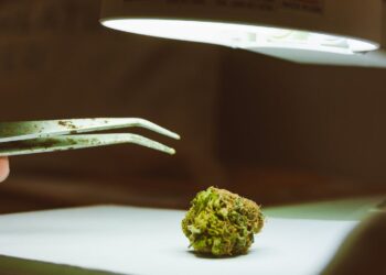 Von der Botanik bis zur Biochemie: Ein tiefer Einblick in die Cannabis-Wissenschaft