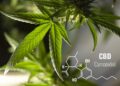 Von der Pflanze zum Präparat: Aktuelle Durchbrüche in der CBD-Extraktionstechnologie