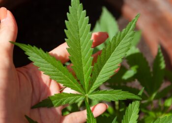 Zwischen Medizin und Freizeitkonsum: Wie Deutschland mit CBD und Hanf umgeht