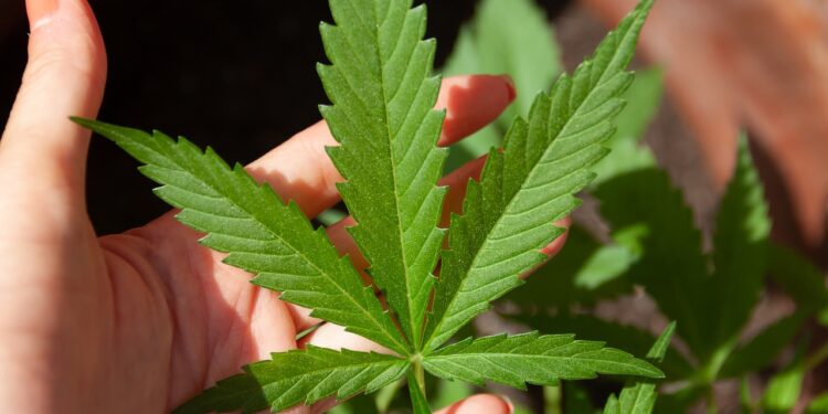 Zwischen Medizin und Freizeitkonsum: Wie Deutschland mit CBD und Hanf umgeht