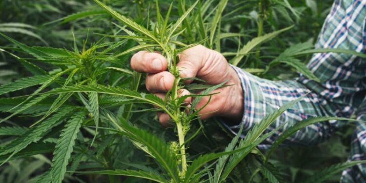 Die erste eigene Hanfpflanze anbauen: Die besten Tipps für den Start