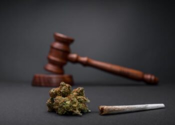 Gesetzgebung 2024: Cannabis in Deutschland legal anbauen - das solltest du wissen