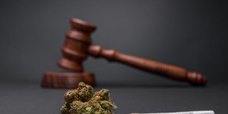 Gesetzgebung 2024: Cannabis in Deutschland legal anbauen - das solltest du wissen