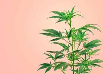 Hanfpflanzen gehen immer wieder ein − Woran kann es liegen?