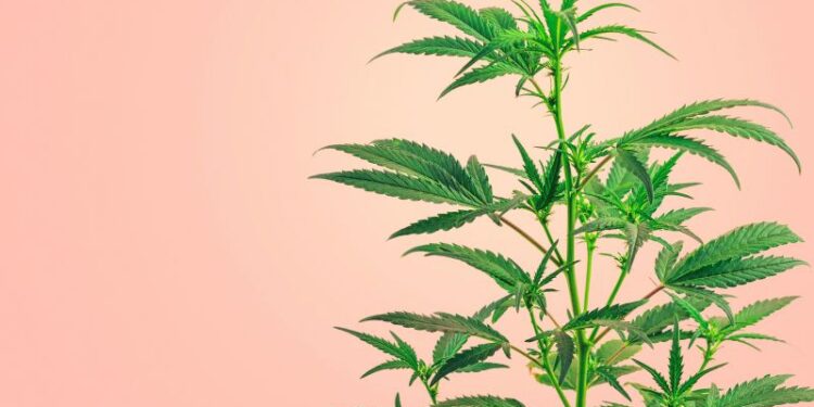 Hanfpflanzen gehen immer wieder ein − Woran kann es liegen?