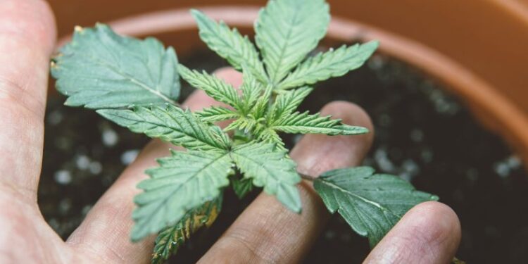 Gesünder leben mit Cannabis aus der eigenen Growbox