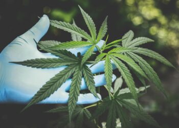 Die häufigsten Krankheiten und Schädlinge bei Cannabispflanzen: Vorbeugung und Bekämpfung
