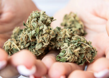 Synthetische Cannabinoide auf dem Vormarsch: Welche Gefahren lauern im Untergrundmarkt?